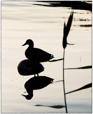 U odrazu Solinčice...