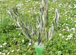 Danas je Cvjetnica: Umivanje cvijećem i maslinove grančice obilježavaju uvod u Veliki tjedan