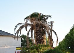 Komunalci uredite naše i vaše palme