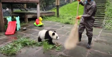 DADILJA PANDI: Potencijalno opasan posao