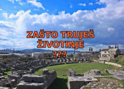 UPOZORENJE!!! Nepoznata osoba u Saloni bacila otrov, uginuo jedan pas i dvije mačke