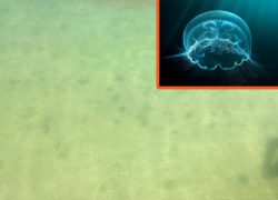 VRANJIC – U moru uočen veliki broj meduza