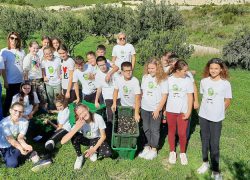 Dobar urod maslina za Poljoprivredno-braniteljsku zadrugu Lintar