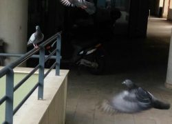 Ptice imaju krila da (po)lete visoko…