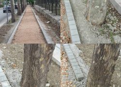 Gradnja nove šetnice u Radićevoj – Hoće li stabla ostati zabetonirana?