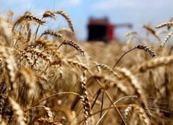 WSJ: Pad rublja omogućio Rusiji da postane poljoprivredna supersila