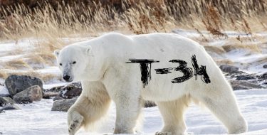 Ruskom se tundrom kreće bijeli medvjed na čijem je krznu netko napisao “T-34” (VIDEO)