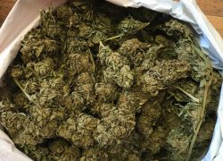 Zaplijenjeno više od 17 kilograma marihuane
