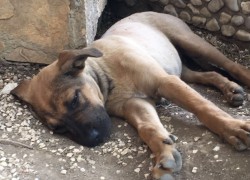 UDOMITE PRESLATKOG PSIĆA! “Pokemon” je pronađen u dvorištu kuće