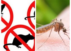 Obavijest o izvođenju radova proljetne deratizacije, a i dezinsekcije komaraca