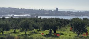 Poljoprivredno-braniteljska zadruga Lintar završila ovogodišnju berbu