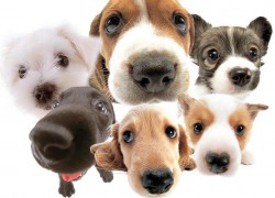 Poziv vlasnicima / posjednicima pasa za obvezno mikročipiranje pasa