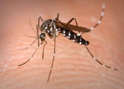 Prijavite Tigraste komarce Cianu ili Zavodu za javno zdravstvo