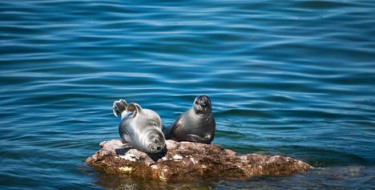 7 životinja koje možete naći samo u Rusiji