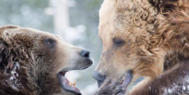 Sedam razlika između mrkog medvjeda i grizlija