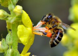 “Pčelarenje na visoke prinose” Predavanje u Teatrinu GK Solin