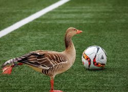 PAJINI SENIORI OSRAMOTILI SE U VRANJICU, RASPAD SISTEMA I U OMLADINSKOJ ŠKOLI