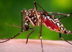 OBAVIJEST: Izvođenja radova prve adulticidne dezinsekcije komaraca