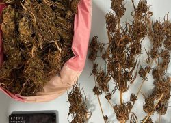 Solin: pronađeno i oduzeto 250 grama marihuane