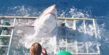 Na internetu se pojavila dramatična snimka velike bijele psine koja je završila u kavezu. U kojem je bio ronioc