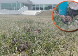 VLASNICI PASA: Govna vaših pasa stavite u kesicu i onda u kontejner