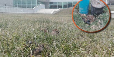 Pronašli smo rješenje za pasje probleme