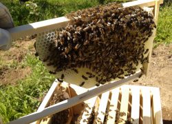 Predavanje u Teatrinu: “Tehnologija pčelarenja u Dalmaciji”