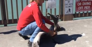 VIDEO | Samo hrabri ljudi u životu riskiraju da bi pomogli drugima