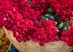 BLAŽENKO I DALE, A DI SU ŽENE?