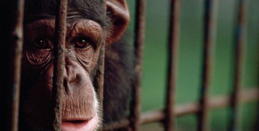 TUŽNO | Pogledajte kako žive životinje koje glume u filmovima